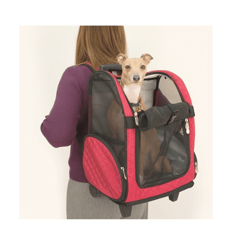 There’s no need to leave your pet behind on your next adventure!